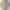 Ремешок Apple Watch 42/44/45mm Gear 4 Orange/Olive Green